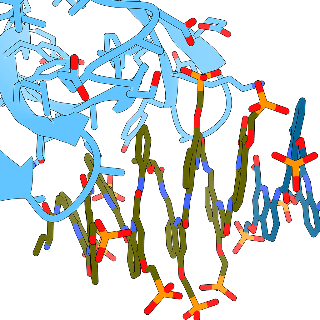 Biological foldamer